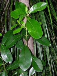 Image: D. Glenny © Landcare Research 2014 